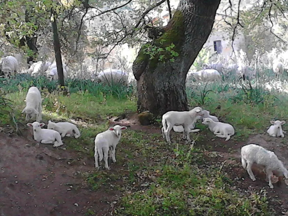 Bed & Breakfast B&B I Menhir Sorgono